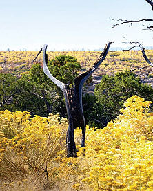 Michael Udow's Echoes of the Past with Dallas Winds, Nov. 15