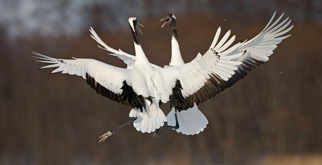 White Heron Dance, April 17